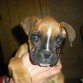 Esta es mi boxer Sherchaan